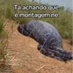 Cobra ou Computação? Vídeo de “sucuri com boi na barriga” levanta debate entre internautas