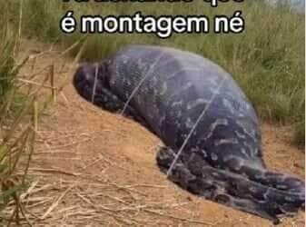 Cobra ou Computação? Vídeo de “sucuri com boi na barriga” levanta debate entre internautas