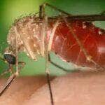 Brasília (DF) 02/02/2024 - O Ministério da Saúde define a febre do Oropouche como doença causada por um arbovírus do gênero Orthobunyavirus, identificado pela primeira vez no Brasil,  em 1960, a partir da amostra de sangue de um bicho-preguiça capturado durante a construção da rodovia Belém-Brasília.
Foto: Conselho Federal de Farmácia/Divulgação