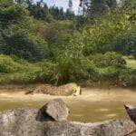 Vídeo viral flagra momento impressionante em que uma onça-pintada salta sobre um jacaré em pleno ataque, em cena digna de documentário da natureza selvagem.