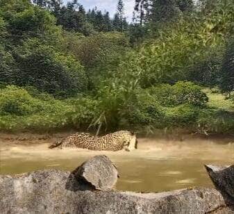 Vídeo viral flagra momento impressionante em que uma onça-pintada salta sobre um jacaré em pleno ataque, em cena digna de documentário da natureza selvagem.