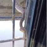 Operador de escavadeira encontra jaracuçu-do-brejo durante serviço em propriedade rural