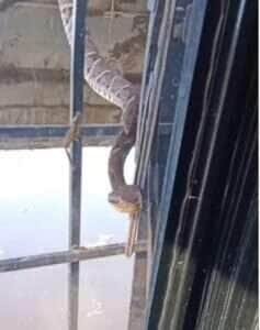 Operador de escavadeira encontra jaracuçu-do-brejo durante serviço em propriedade rural