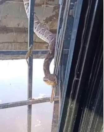 Operador de escavadeira encontra jaracuçu-do-brejo durante serviço em propriedade rural