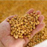 Cotações de soja sobem em grande parte do Brasil