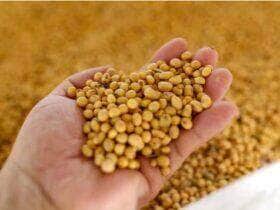 Cotações de soja sobem em grande parte do Brasil
