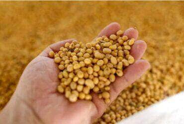 Cotações de soja sobem em grande parte do Brasil