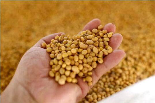 Cotações de soja sobem em grande parte do Brasil