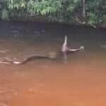 Sucuri dá um banquete no rio: flagra mostra cobra engolindo capivara enquanto boia na correnteza