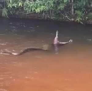 Sucuri dá um banquete no rio: flagra mostra cobra engolindo capivara enquanto boia na correnteza
