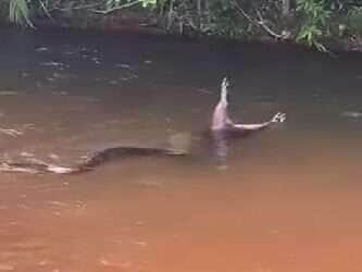 Sucuri dá um banquete no rio: flagra mostra cobra engolindo capivara enquanto boia na correnteza