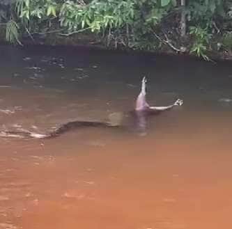 Sucuri dá um banquete no rio: flagra mostra cobra engolindo capivara enquanto boia na correnteza