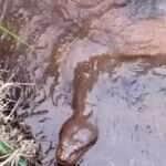Cobra gigante aponta só a cabeça e vira atração em riacho