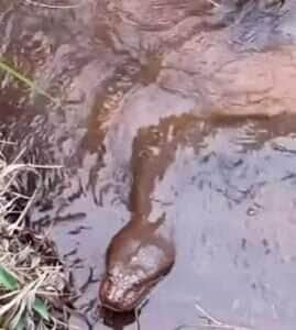 Cobra gigante aponta só a cabeça e vira atração em riacho