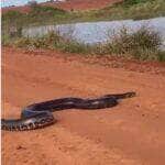 Motoristas interrompem a viagem para assistir à passagem da "dona da estrada", que surpreende com velocidade e elegância ao mergulhar em represa. O vídeo impressiona pela agilidade do animal.