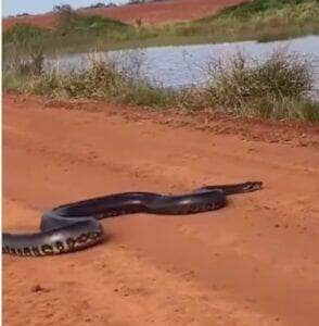 Motoristas interrompem a viagem para assistir à passagem da "dona da estrada", que surpreende com velocidade e elegância ao mergulhar em represa. O vídeo impressiona pela agilidade do animal.