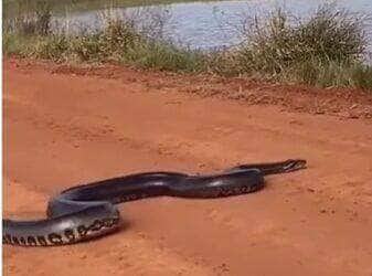 Motoristas interrompem a viagem para assistir à passagem da "dona da estrada", que surpreende com velocidade e elegância ao mergulhar em represa. O vídeo impressiona pela agilidade do animal.