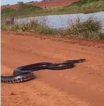 Motoristas interrompem a viagem para assistir à passagem da "dona da estrada", que surpreende com velocidade e elegância ao mergulhar em represa. O vídeo impressiona pela agilidade do animal.