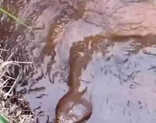 Cobra gigante aponta só a cabeça e vira atração em riacho