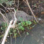Em mais um encontro curioso, pescador esportivo Lucas Cabanha registra sucuri relaxando após banquete nas águas do Rio Sucuriú; é a segunda vez que a encontra "de barriga cheia" no mesmo local.