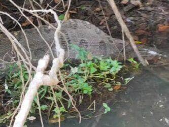 Em mais um encontro curioso, pescador esportivo Lucas Cabanha registra sucuri relaxando após banquete nas águas do Rio Sucuriú; é a segunda vez que a encontra "de barriga cheia" no mesmo local.