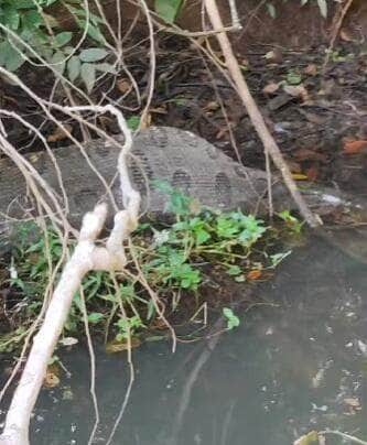 Em mais um encontro curioso, pescador esportivo Lucas Cabanha registra sucuri relaxando após banquete nas águas do Rio Sucuriú; é a segunda vez que a encontra "de barriga cheia" no mesmo local.