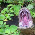 Com a cabeça discretamente à mostra em meio à vegetação, uma sucuri gigante foi registrada abrindo a bocarra em um gesto que intriga: bocejo preguiçoso ou ginástica mandibular? A cena viralizou e reforça o fascínio que o mundo animal exerce sobre todos nós.