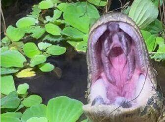 Com a cabeça discretamente à mostra em meio à vegetação, uma sucuri gigante foi registrada abrindo a bocarra em um gesto que intriga: bocejo preguiçoso ou ginástica mandibular? A cena viralizou e reforça o fascínio que o mundo animal exerce sobre todos nós.