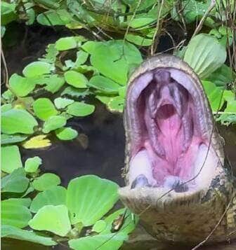 Com a cabeça discretamente à mostra em meio à vegetação, uma sucuri gigante foi registrada abrindo a bocarra em um gesto que intriga: bocejo preguiçoso ou ginástica mandibular? A cena viralizou e reforça o fascínio que o mundo animal exerce sobre todos nós.