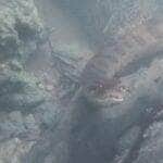 Flagrada em um mergulho, sucuri gigante rouba a cena com movimentos suaves e curiosidade diante da câmera. Vídeo do encontro, registrado pelo guia Célio Araújo, viralizou nas redes sociais e encantou internautas com a calma da "modelo reptiliana".