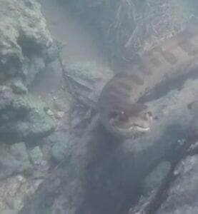 Flagrada em um mergulho, sucuri gigante rouba a cena com movimentos suaves e curiosidade diante da câmera. Vídeo do encontro, registrado pelo guia Célio Araújo, viralizou nas redes sociais e encantou internautas com a calma da "modelo reptiliana".