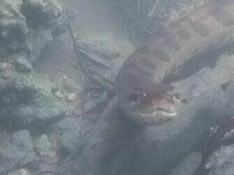 Flagrada em um mergulho, sucuri gigante rouba a cena com movimentos suaves e curiosidade diante da câmera. Vídeo do encontro, registrado pelo guia Célio Araújo, viralizou nas redes sociais e encantou internautas com a calma da "modelo reptiliana".
