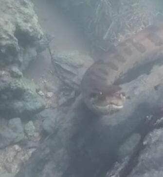 Flagrada em um mergulho, sucuri gigante rouba a cena com movimentos suaves e curiosidade diante da câmera. Vídeo do encontro, registrado pelo guia Célio Araújo, viralizou nas redes sociais e encantou internautas com a calma da "modelo reptiliana".