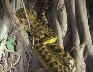 Sucuri amarela desfila charme e roliçura nas margens do Pantanal
