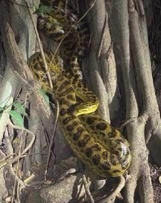 Sucuri amarela desfila charme e roliçura nas margens do Pantanal
