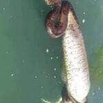 Sucuri barriguda flutua em rio e surpreende pescadores com sua "pança" cheia