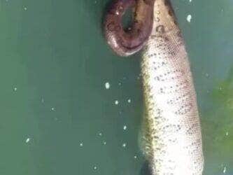 Sucuri barriguda flutua em rio e surpreende pescadores com sua "pança" cheia