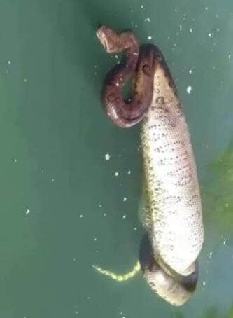 Sucuri barriguda flutua em rio e surpreende pescadores com sua "pança" cheia