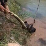 Cena impressionante aconteceu às margens de um rio e viralizou nas redes sociais. O cachorro quase virou “petisco” de uma cobra sucuri, mas foi salvo a tempo por pessoas que estavam por perto.
