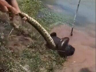 Cena impressionante aconteceu às margens de um rio e viralizou nas redes sociais. O cachorro quase virou “petisco” de uma cobra sucuri, mas foi salvo a tempo por pessoas que estavam por perto.