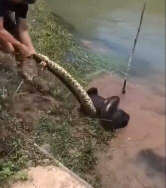 Cena impressionante aconteceu às margens de um rio e viralizou nas redes sociais. O cachorro quase virou “petisco” de uma cobra sucuri, mas foi salvo a tempo por pessoas que estavam por perto.