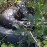 Internautas se impressionam com o tamanho da cobra e criticam atitude de homem que pega no rabo do animal. Especialistas alertam: mexer com bicho selvagem não é brincadeira!