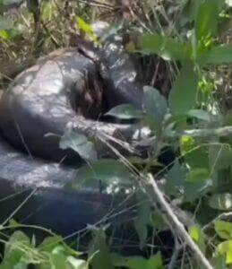 Internautas se impressionam com o tamanho da cobra e criticam atitude de homem que pega no rabo do animal. Especialistas alertam: mexer com bicho selvagem não é brincadeira!