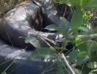 Internautas se impressionam com o tamanho da cobra e criticam atitude de homem que pega no rabo do animal. Especialistas alertam: mexer com bicho selvagem não é brincadeira!