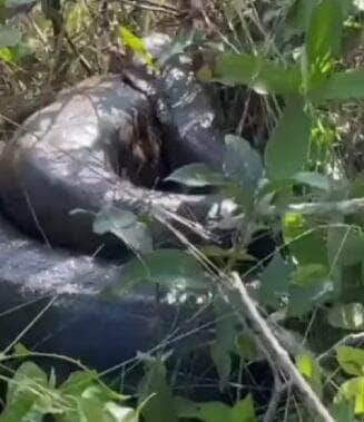 Internautas se impressionam com o tamanho da cobra e criticam atitude de homem que pega no rabo do animal. Especialistas alertam: mexer com bicho selvagem não é brincadeira!