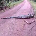 O embate digno de um documentário da vida selvagem foi flagrado por populares e terminou com a sucuri ferida, mas vitoriosa, atravessando uma estrada sob olhares impressionados.