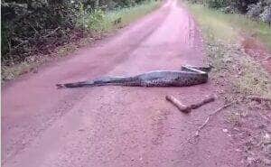 O embate digno de um documentário da vida selvagem foi flagrado por populares e terminou com a sucuri ferida, mas vitoriosa, atravessando uma estrada sob olhares impressionados.