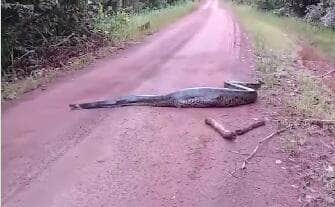 O embate digno de um documentário da vida selvagem foi flagrado por populares e terminou com a sucuri ferida, mas vitoriosa, atravessando uma estrada sob olhares impressionados.