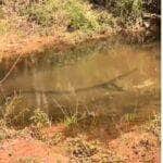 Serpente de grande porte foi filmada nadando tranquilamente em um córrego, como se estivesse em seu próprio spa natural — um verdadeiro show de charme e imponência da rainha das águas!