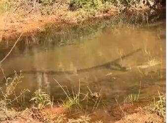 Serpente de grande porte foi filmada nadando tranquilamente em um córrego, como se estivesse em seu próprio spa natural — um verdadeiro show de charme e imponência da rainha das águas!